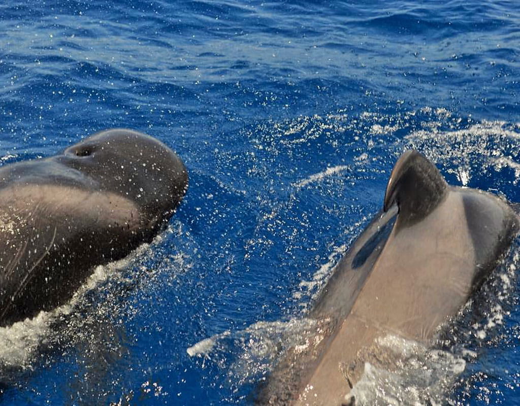 Pilot whales swimming in the waters of Tenerife.