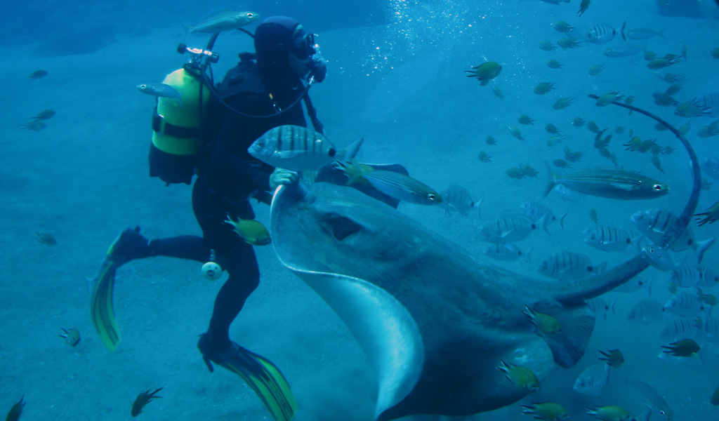 Diver with manta ray surrounded by fish at the Tenerife Aquarium.