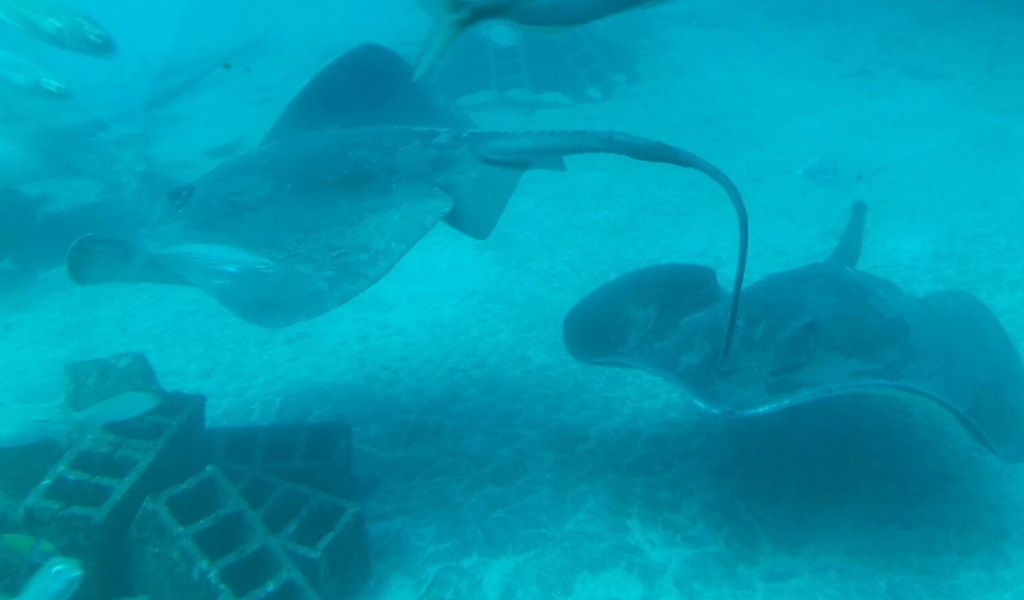 Manta rays swim in the aquarium of Tenerife.