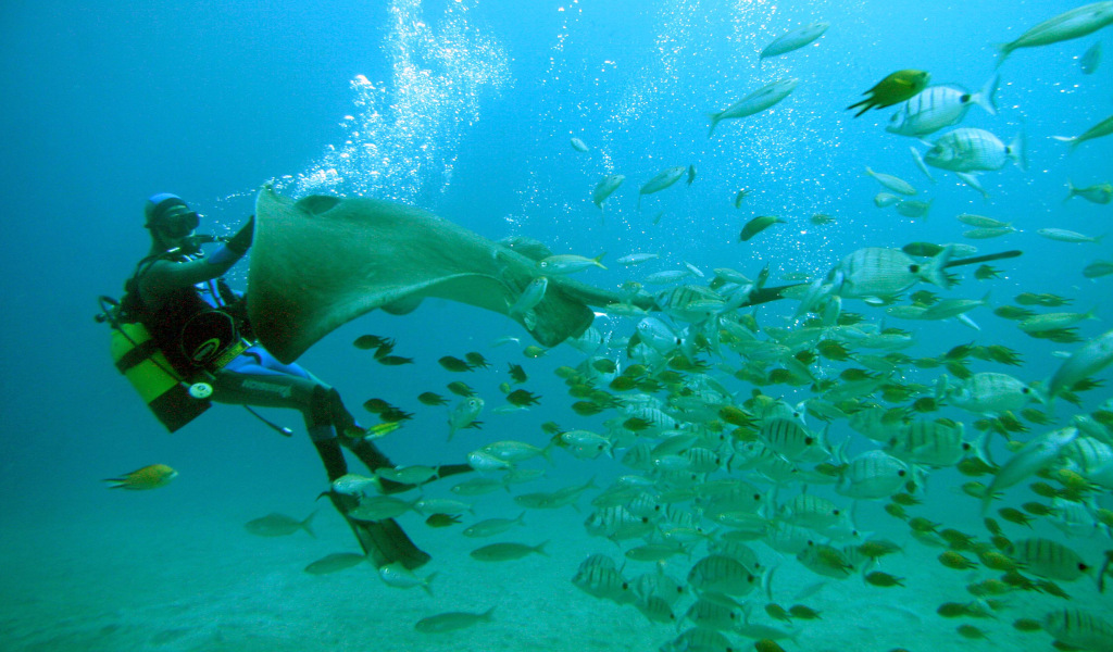 Diver with manta ray and fish swimming in the waters of Tenerife.