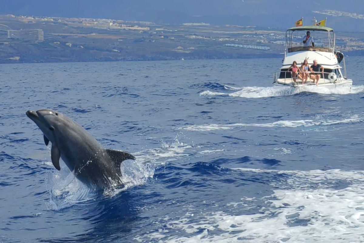 Dolphin jumping near boat with people in Costa Adeje, Tenerife.