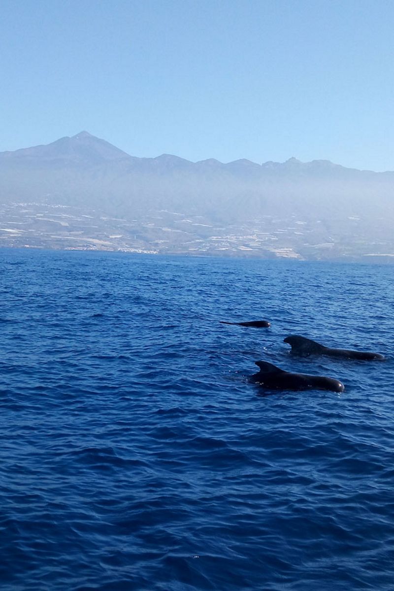 Pilot whales swimming off the coast of Tenerife with mountains in the background.
