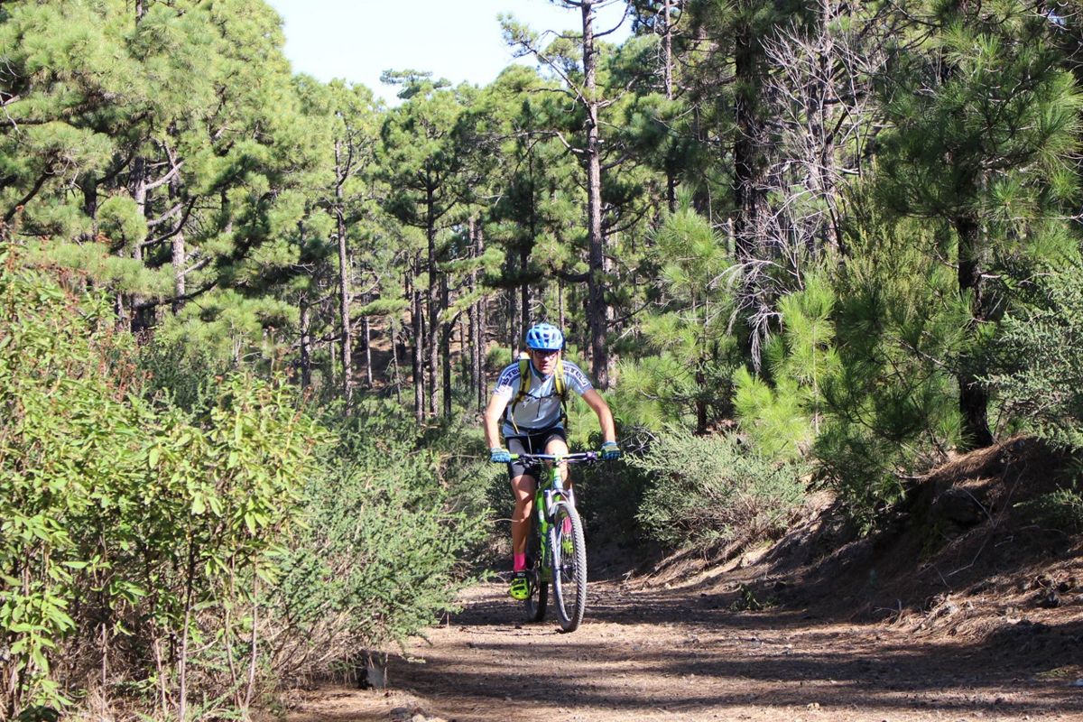 Person on a mountain bike on a trail surrounded by pine trees in Tenerife.