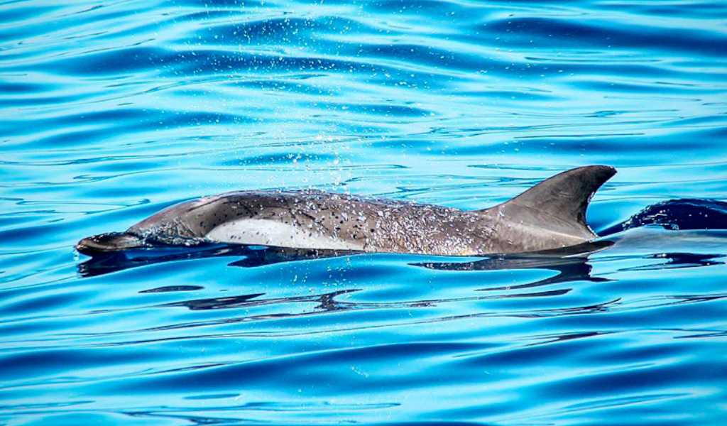 Dolphin swimming in the waters of Tenerife.