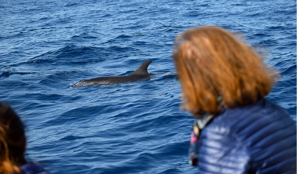 Person watching dolphin next to a boat near the coast of Tenerife.