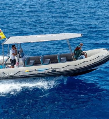 Whale Watch Tenerife