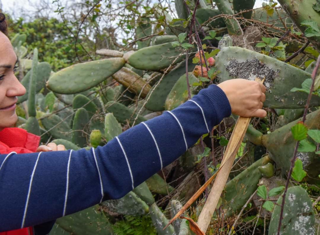 Person picking cochineal from a cactus in Garachico, Tenerife.