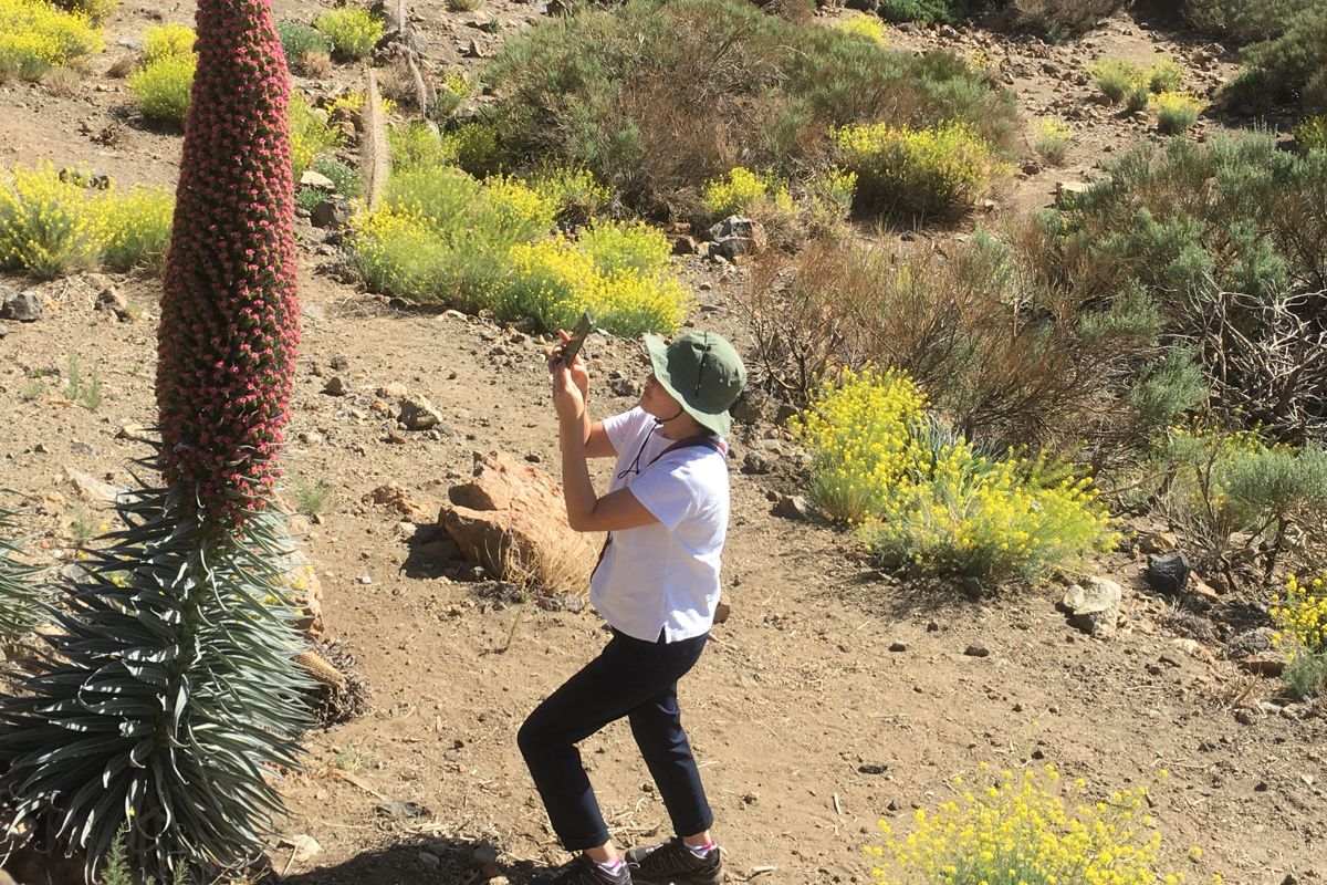 Person photographing a red tajinaste on Mount Teide, Tenerife.