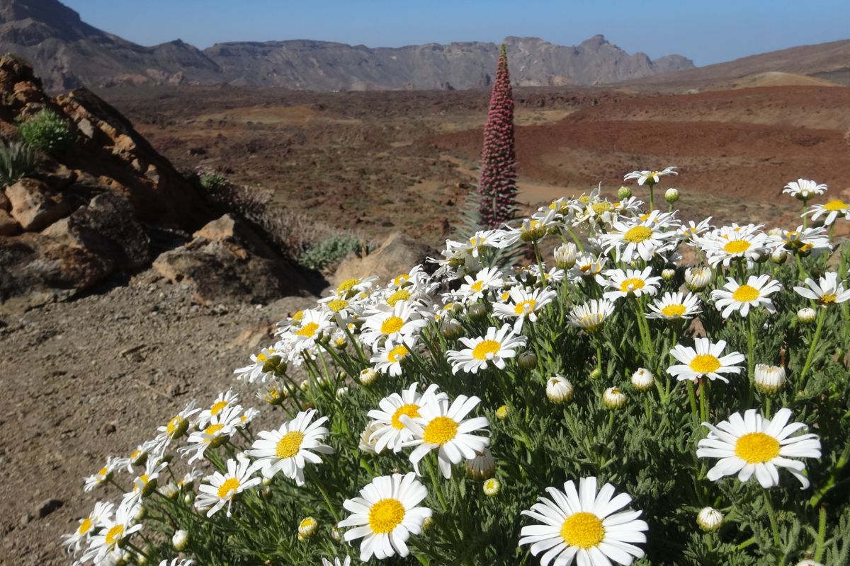Flowers and volcanic landscape in the Teide National Park, Tenerife.