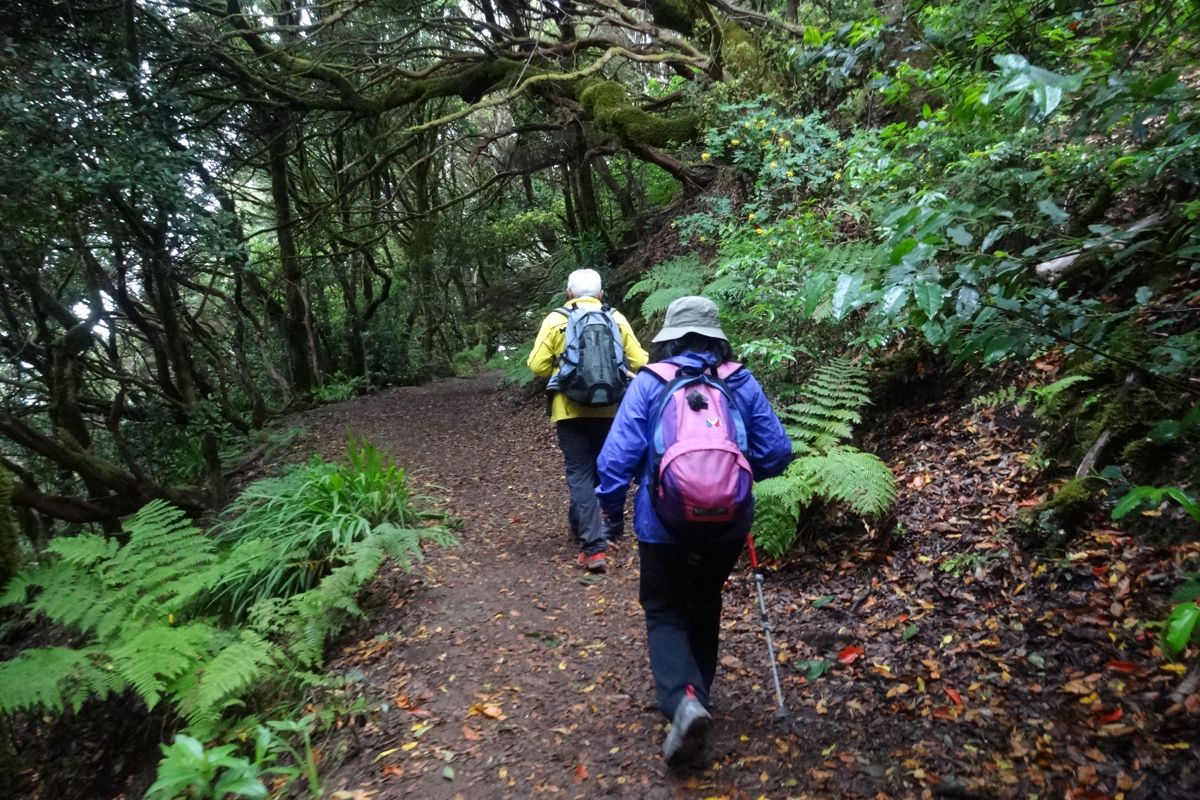 Trail in the forest with two hikers in Anaga, Tenerife.