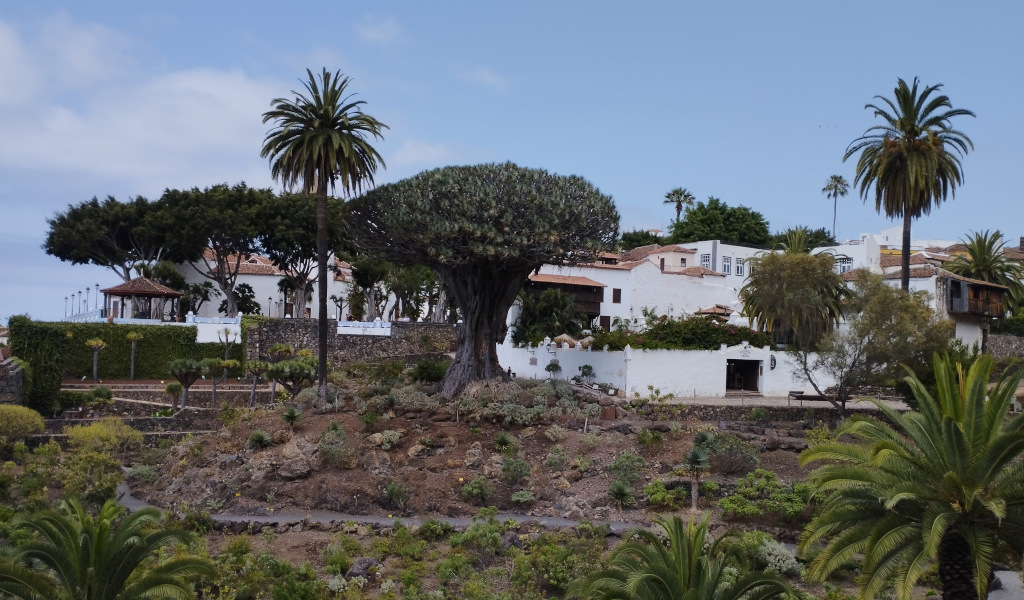 Thousand-year-old dragon tree surrounded by palm trees and houses in Icod de los Vinos, Tenerife.
