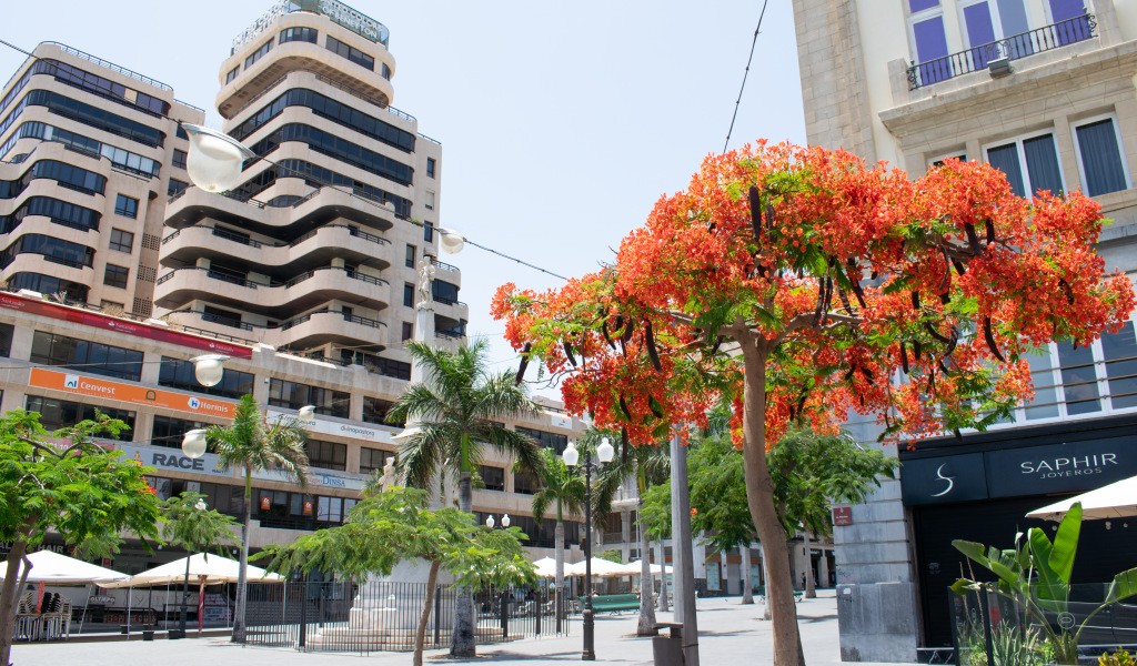 Tree with red flowers in a square in Santa Cruz de Tenerife.