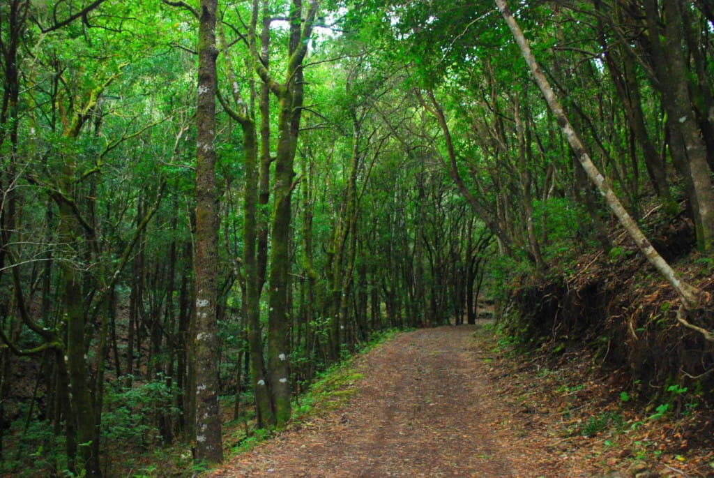 Trail surrounded by green trees in the forest of Anaga, Tenerife.