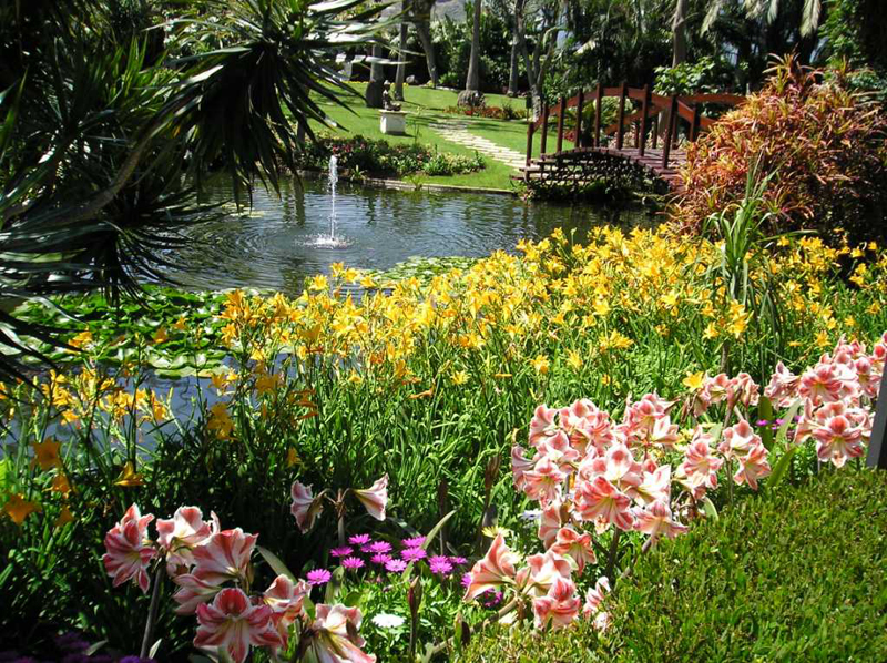 Garden with flowers and pond with fountain and bridge in Tenerife.
