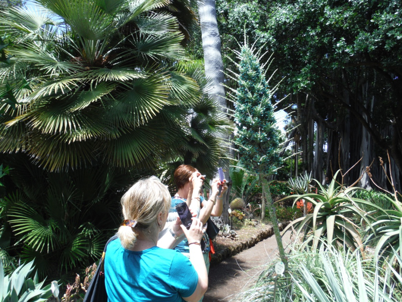People taking photos of an exotic plant in a garden in Tenerife.