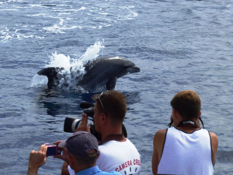 Dolphin jumping while people take photos in the waters of Tenerife.