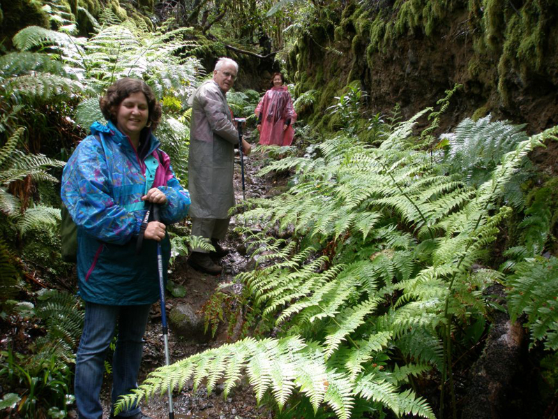 People walking on a trail with ferns in Anaga, Tenerife.