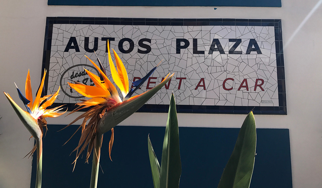 Bird of paradise flowers in front of Autos Plaza Rent a Car sign.