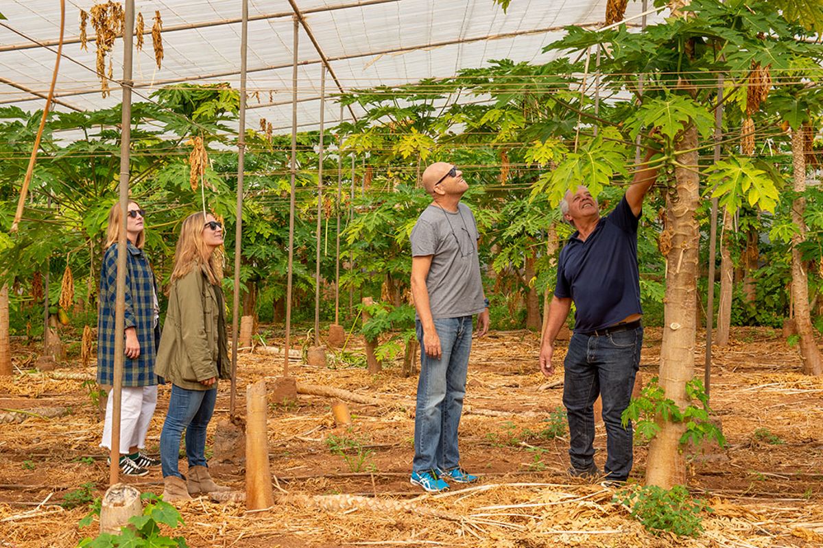 People observe papayas in a greenhouse in Tenerife.