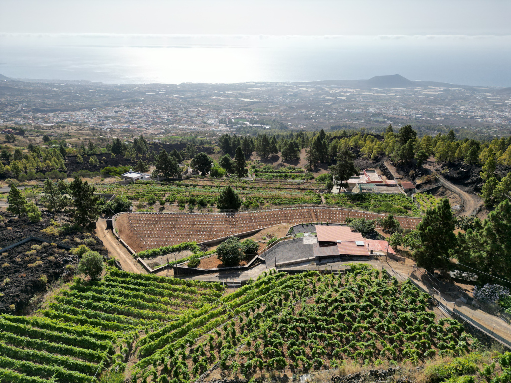 Aerial view of vineyards in La Palma, Tenerife, with the ocean in the background.