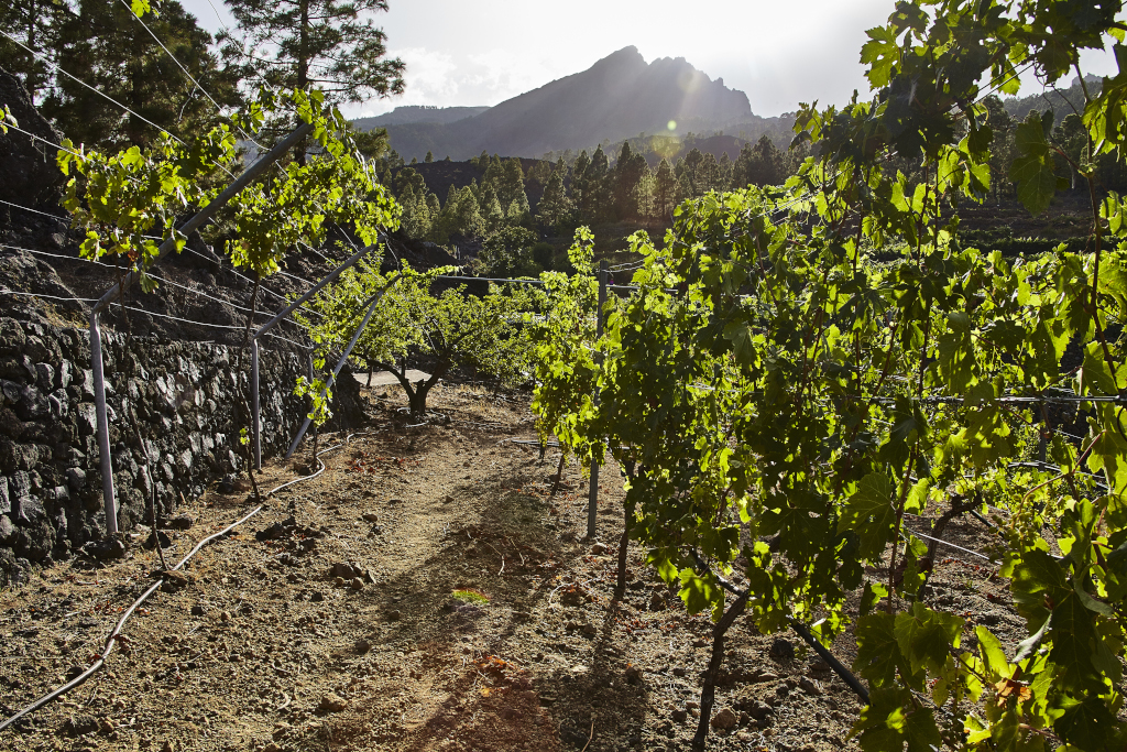 Vineyard with mountains in the background in Tenerife at sunset.