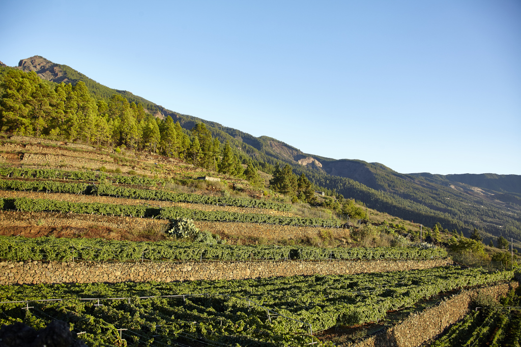 Terraced vineyards with mountains in the background in Tenerife.