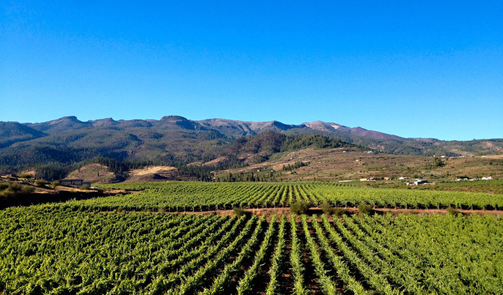 Vineyards with mountains in the background under a clear sky in Tenerife.