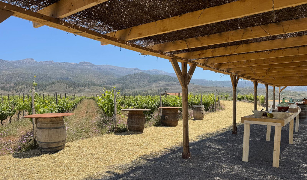 Vineyard in Tenerife with tables and barrels under wooden pergola.