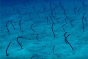 Submarinismo en Montaña Amarilla