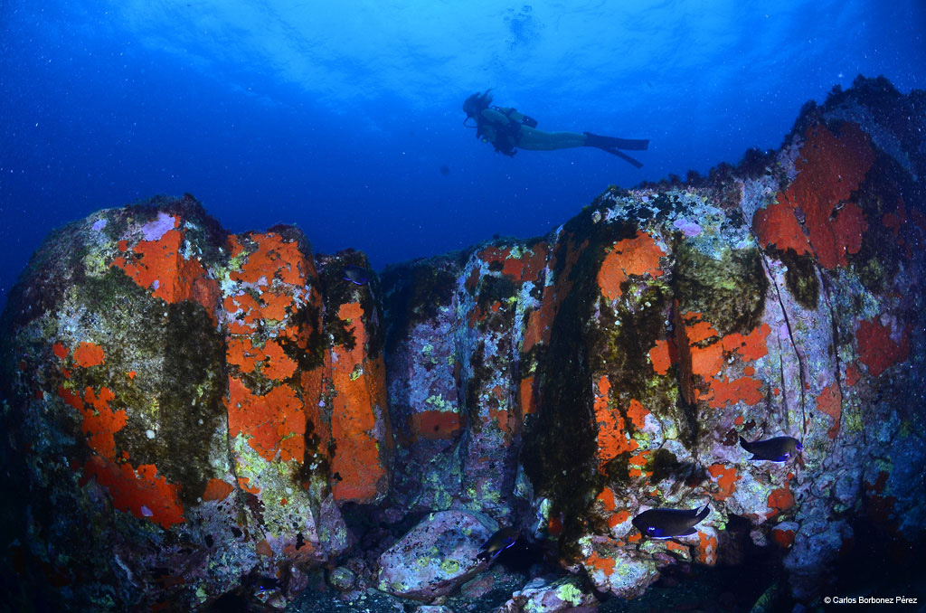 Diver on rocky reef with fish in Tenerife waters.