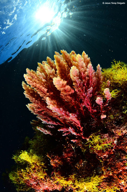 Corals and algae underwater with sunlight from the surface in Tenerife.