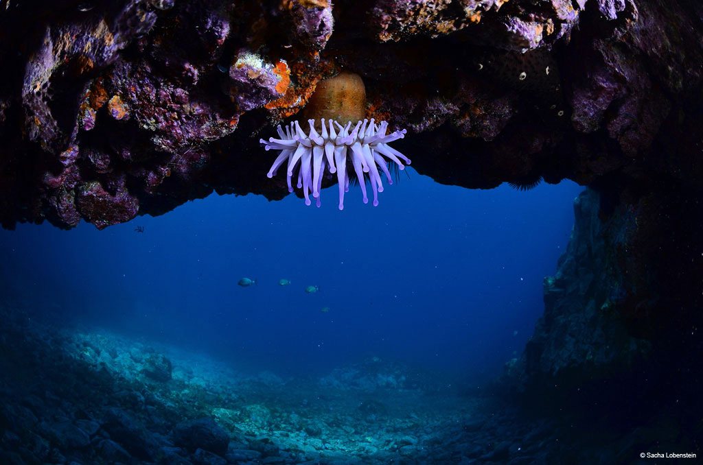 White anemone under an underwater cave in Tenerife.