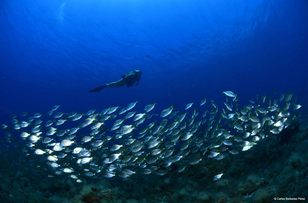 Diver in the sea next to a large school of fish in Tenerife.