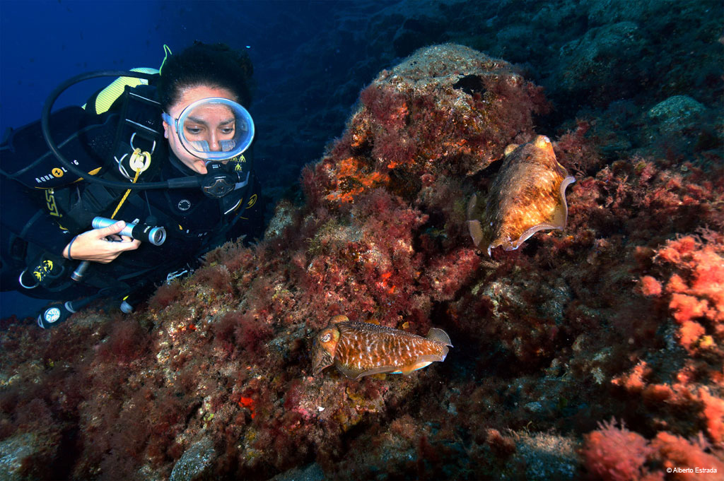 Diver observing cuttlefish on the seabed of Tenerife.