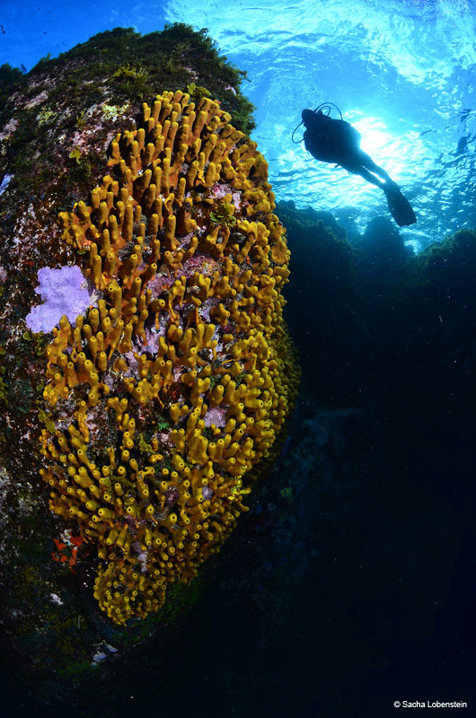 Diver next to yellow sponges in the waters of Tenerife.