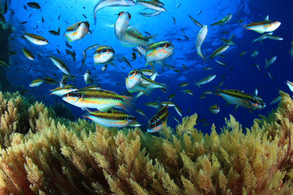 Fish swimming over reef in the sea of Tenerife.