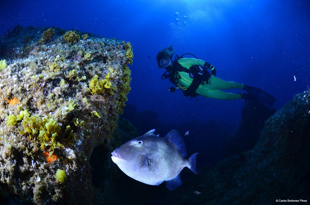 Diver next to a fish near a reef in the waters of Tenerife.