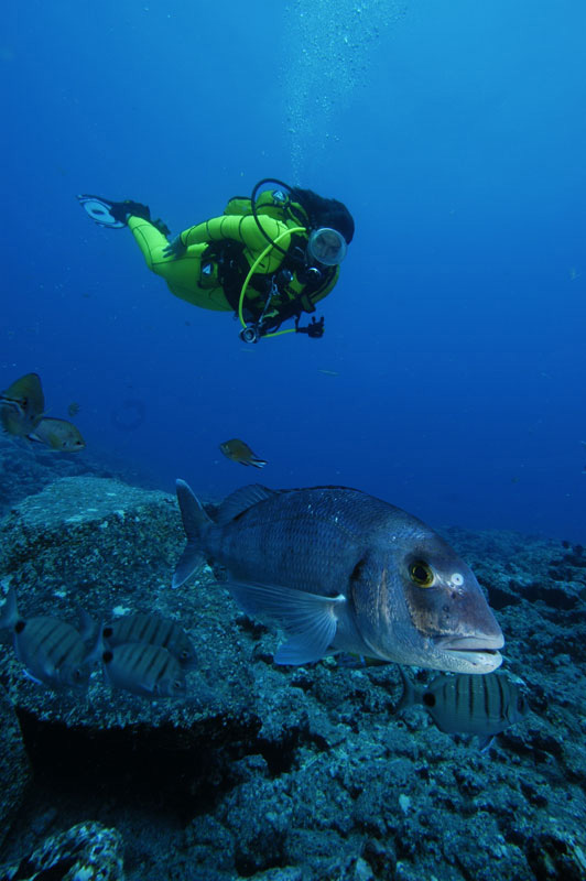 Snorkeler next to fish in the ocean near Tenerife.