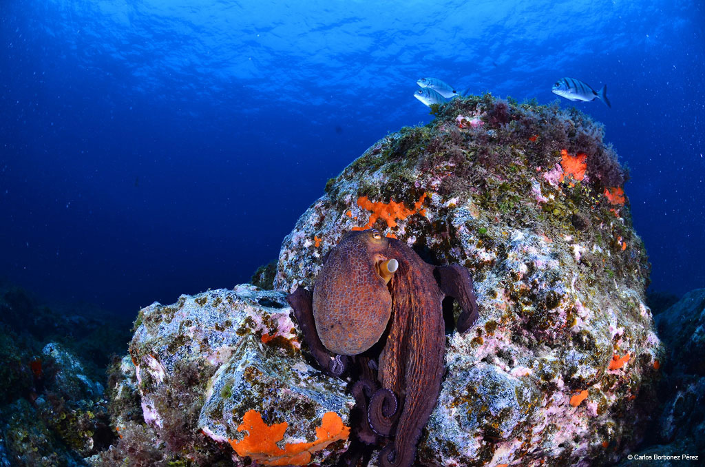 Octopus on an underwater rocky bottom in Tenerife, accompanied by two swimming fish.