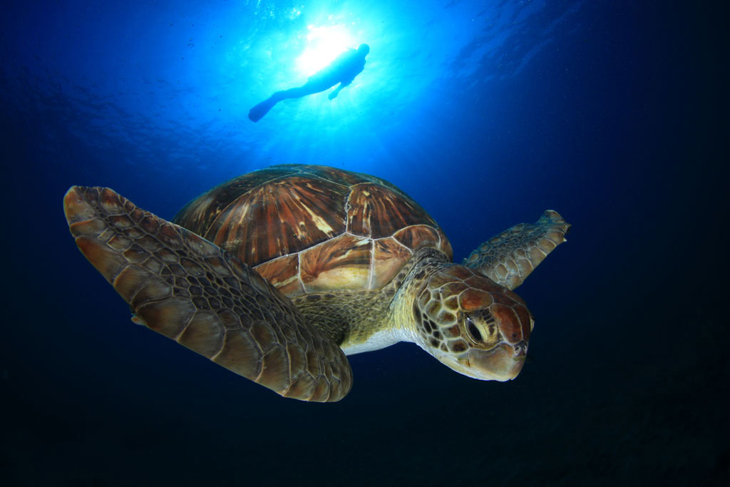 Turtle swimming in the sea near the coast of Tenerife.