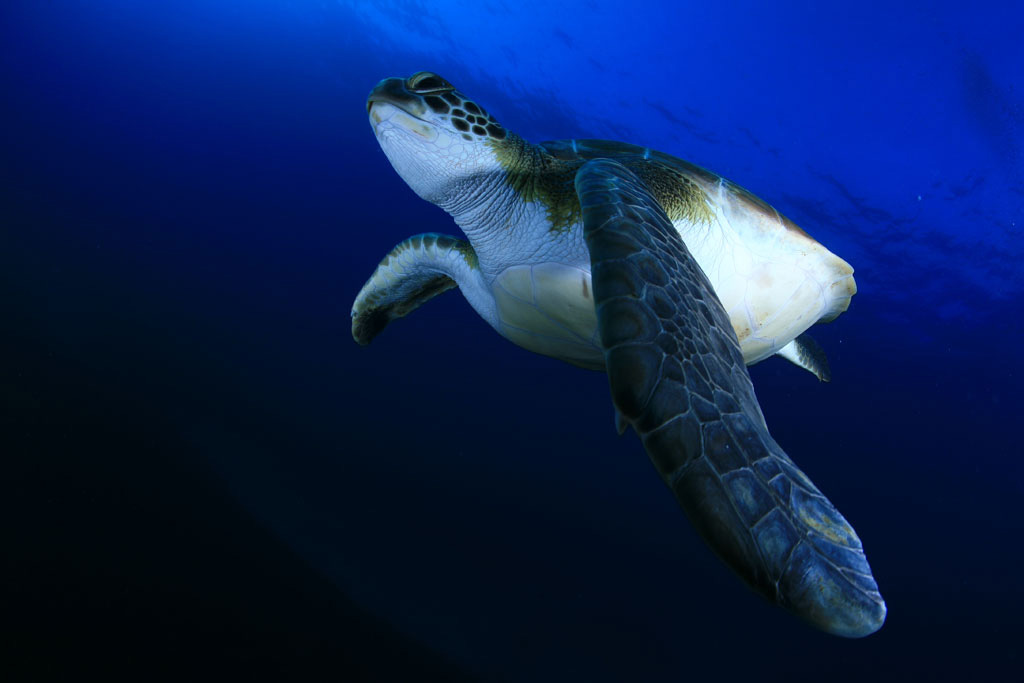 Sea turtle swimming in the sea near Tenerife.