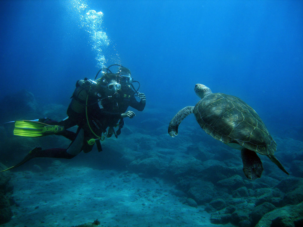 Diver with a sea turtle in the waters of Tenerife.