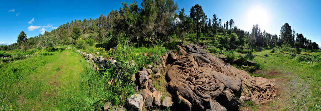 Green and rocky path in a forest of Tenerife under a clear sky.