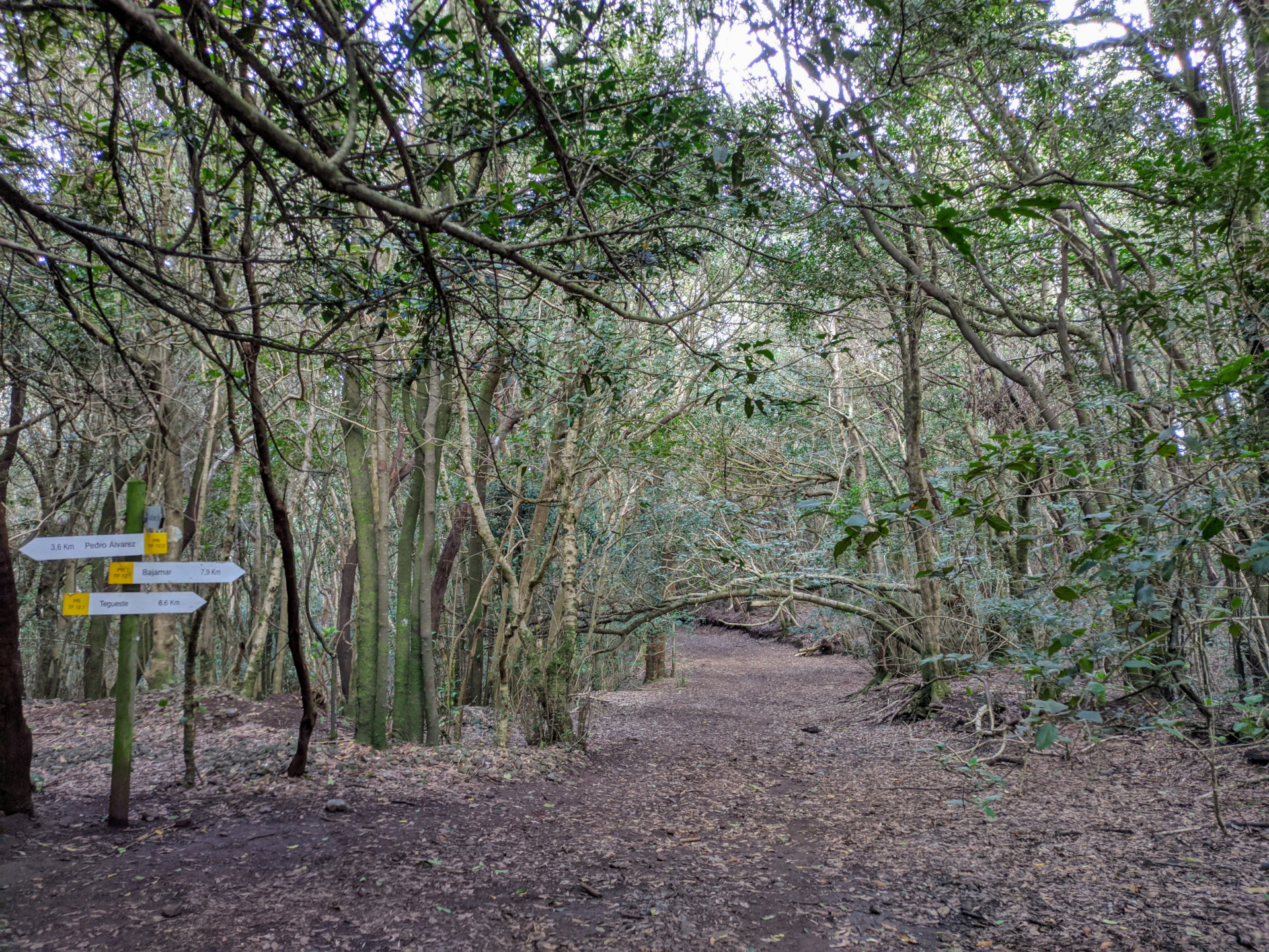 Forest trail with directional sign to Pedro Álvarez, Bajamar and Tegueste in Tenerife.