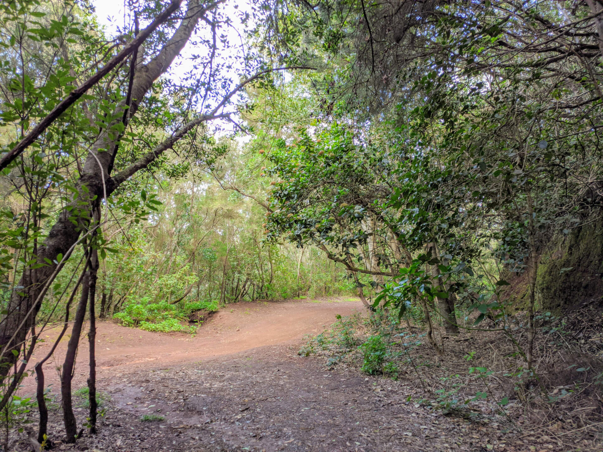 Trail surrounded by trees in Anaga, Tenerife.