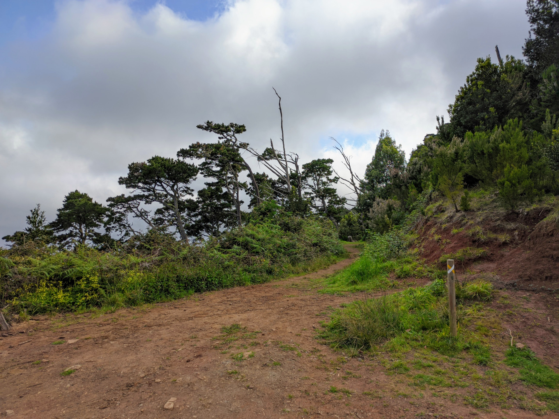 Trail surrounded by greenery in Anaga, Tenerife, under a cloudy sky.