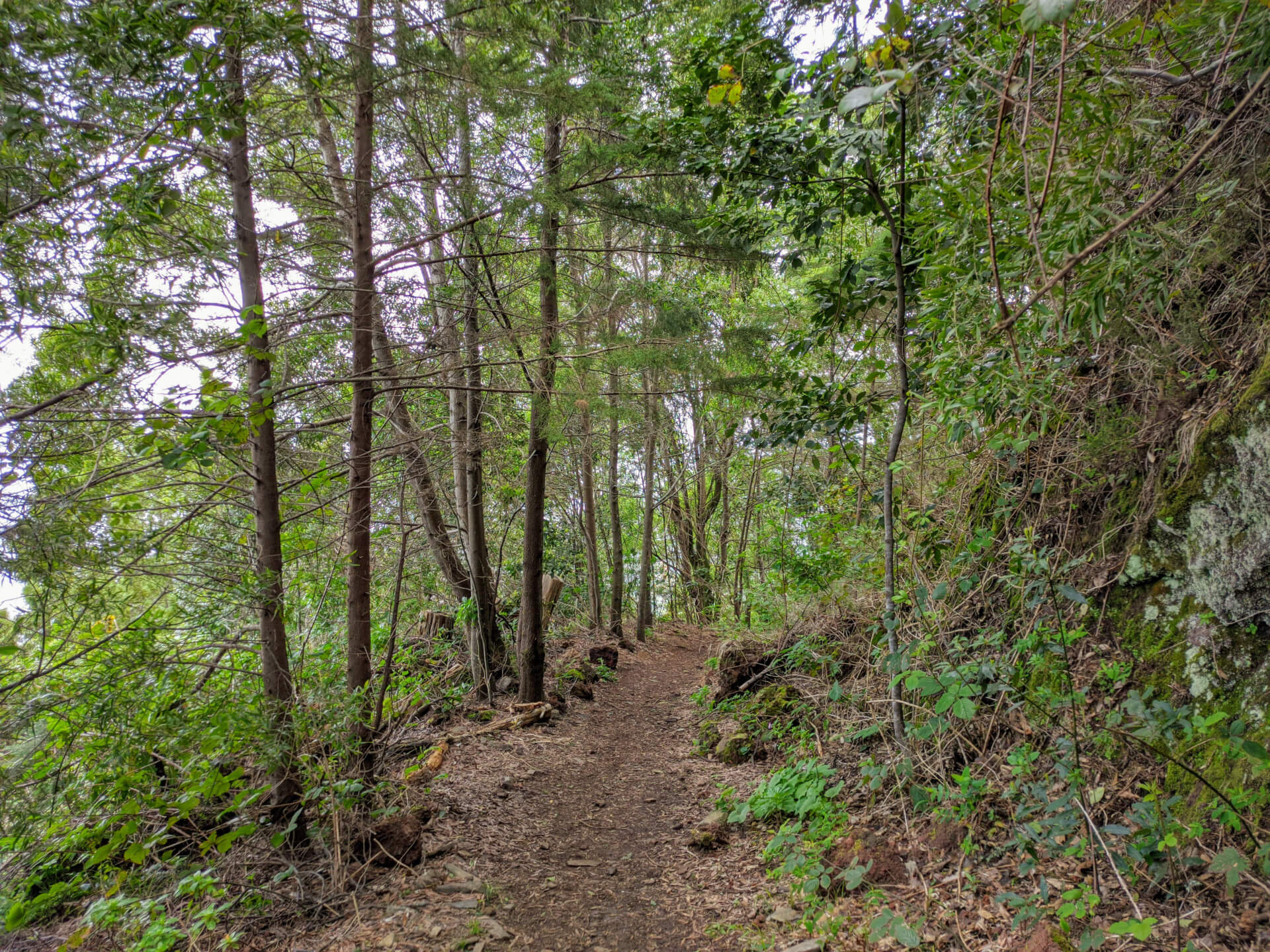 Wooded trail in La Laguna, Tenerife, surrounded by trees and abundant vegetation.