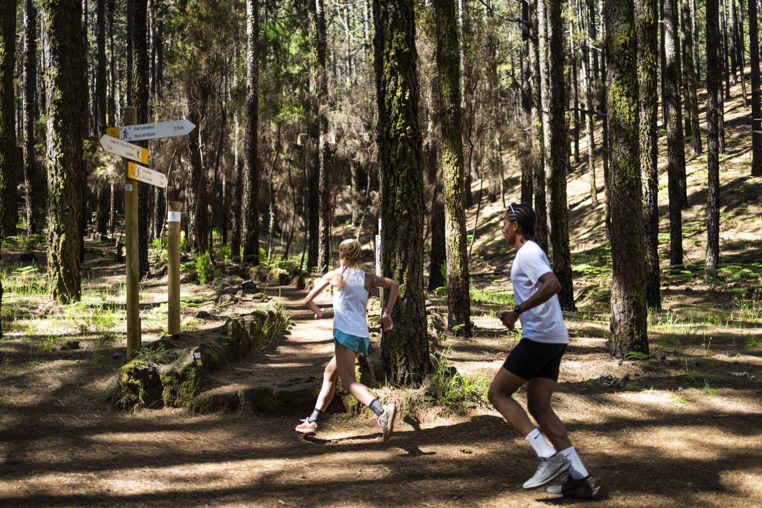 Corridors on forest trails with road signs in Tenerife.