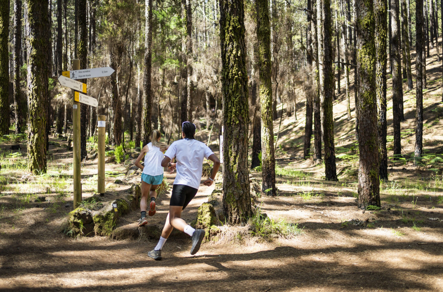 Runners on a forest trail in La Esperanza, Tenerife, with route signs.