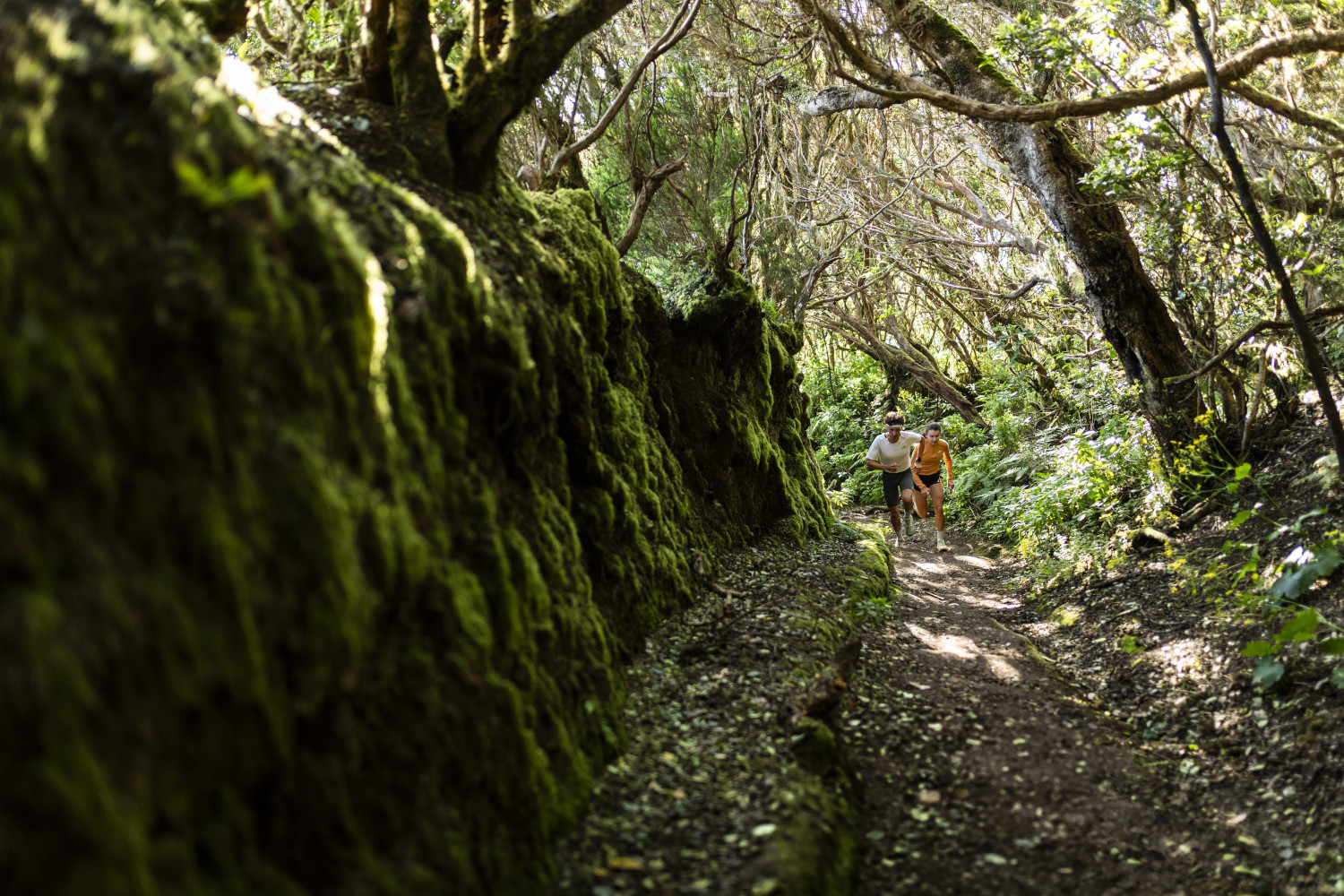 People running along a path through trees in the forest of Anaga, Tenerife.